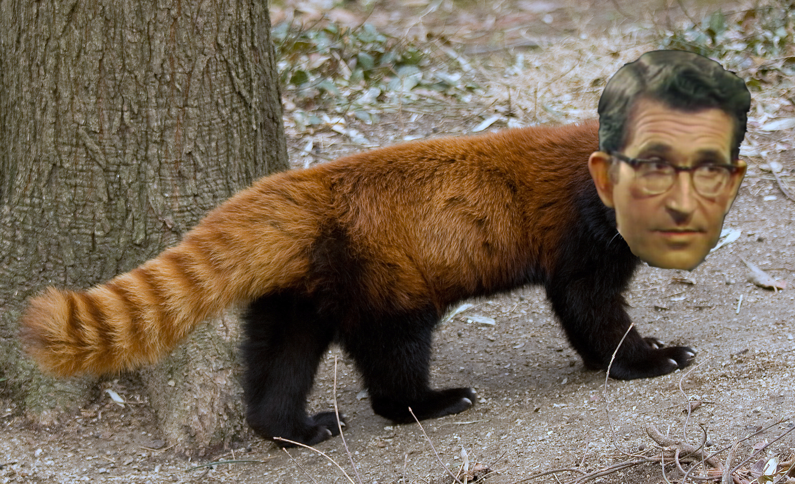 Red Panda - Ailurus fulgens